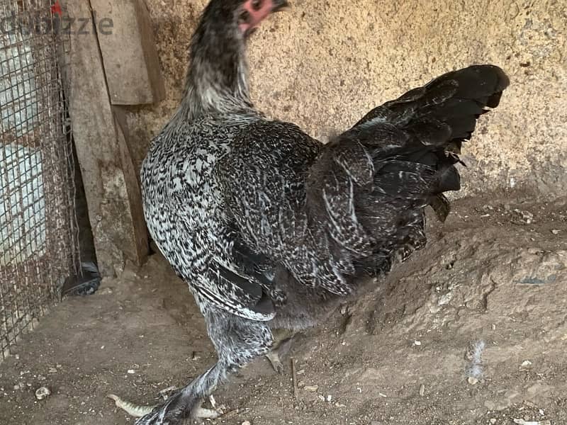 Chickens for sale 3