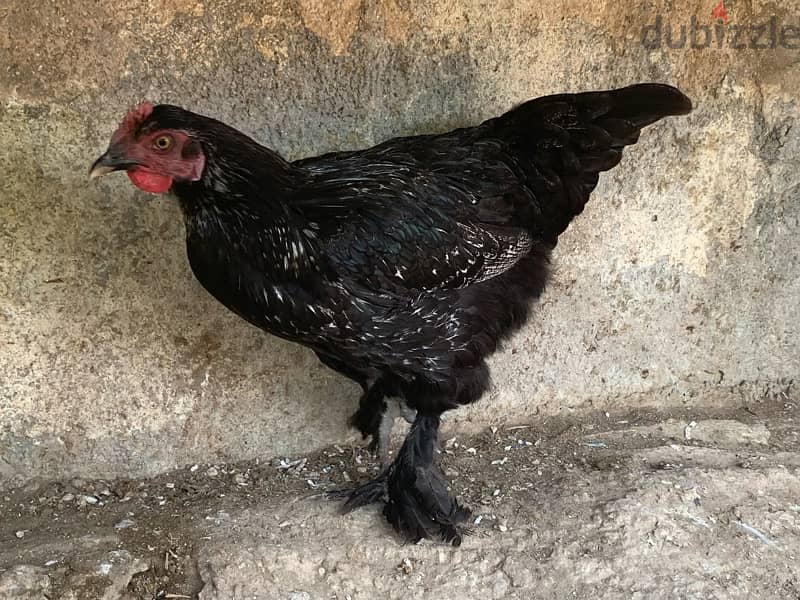 Chickens for sale 4