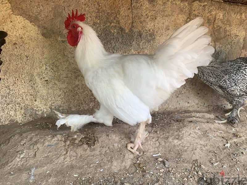 Chickens for sale 5