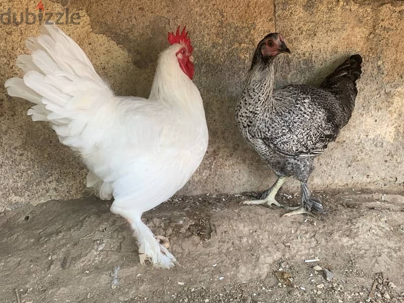 Chickens for sale 6