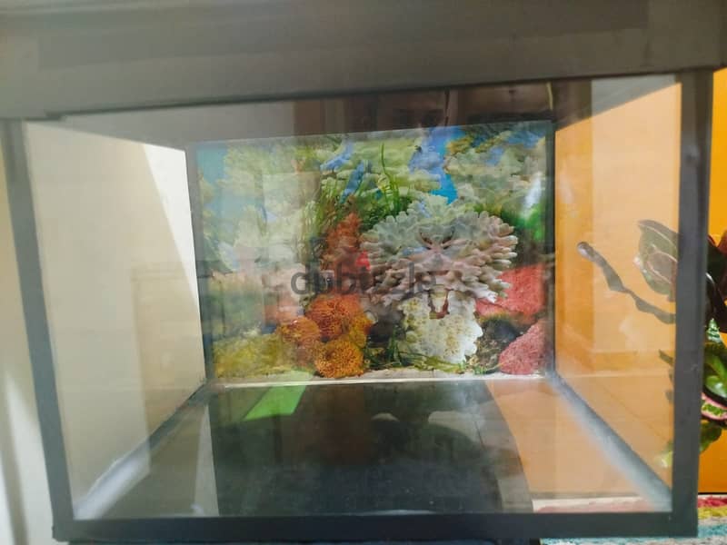 Fish tank for sale 3