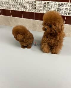 Teacup  Poodle for sale 0