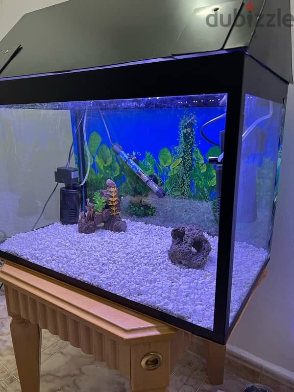 Beautiful Aquarium for Sale 5