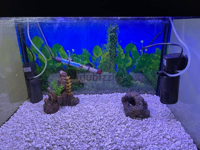 Beautiful Aquarium for Sale 8