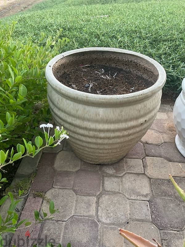 Plant and Pots For Sale 7