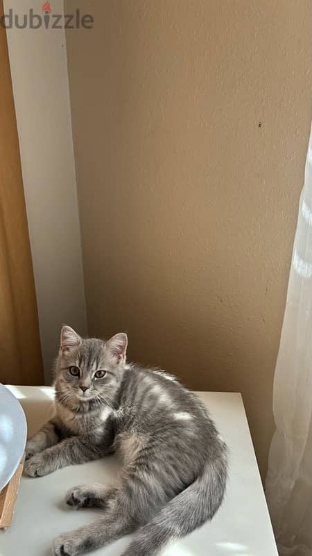 British shorthair cat for sale 3