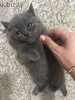 Brithish Straight short Hair grey male kitten 0