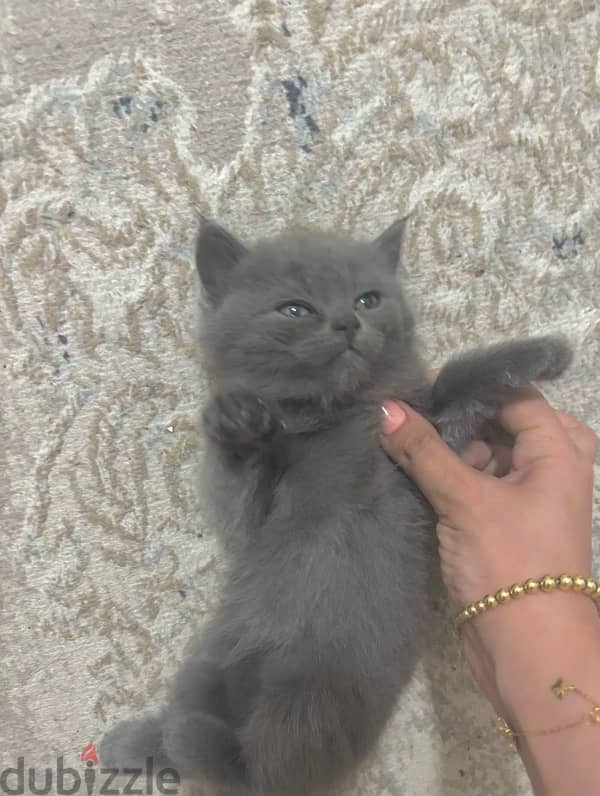 Brithish Straight short Hair grey male kitten 1