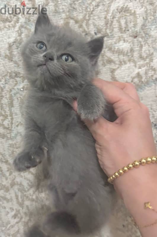 Brithish Straight short Hair grey male kitten 2