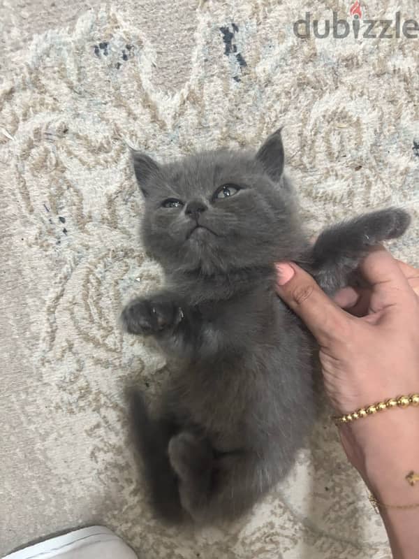 Brithish Straight short Hair grey male kitten 4