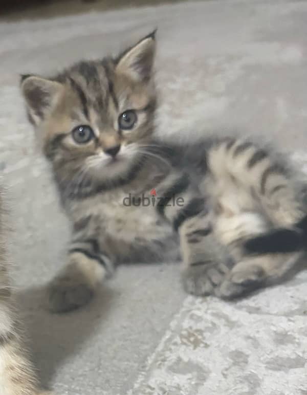 Brown Scottish straight Hair Female kitten 1 month old 0