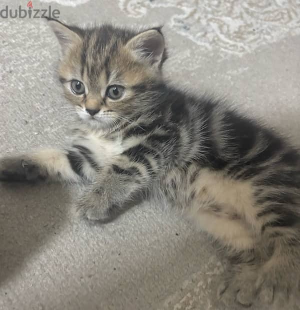 Brown Scottish straight Hair Female kitten 1 month old 1