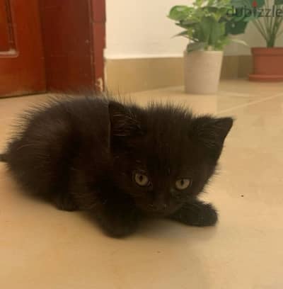 Black female kitten 1 month old