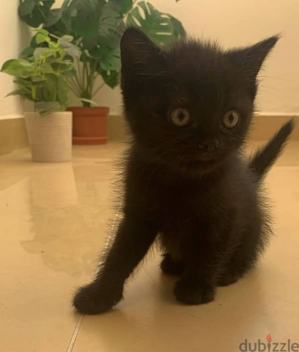 Black female kitten 1 month old 1