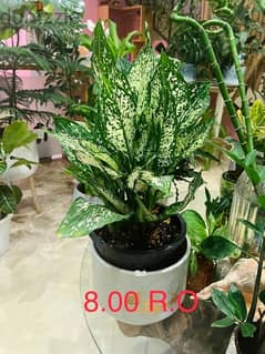 indoor and outdoor plants 0