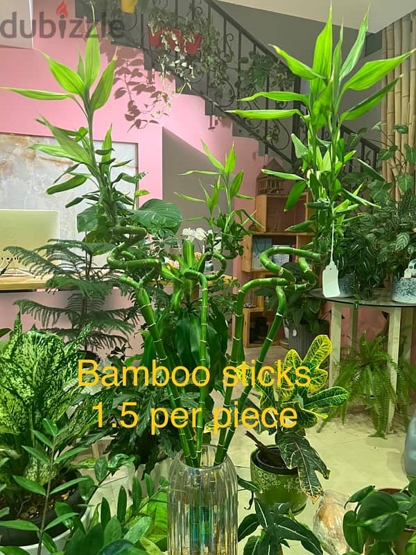 indoor and outdoor plants 1