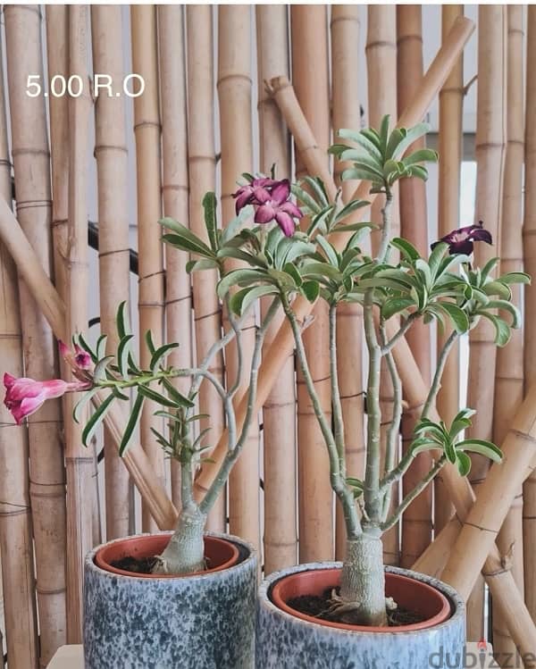 indoor and outdoor plants 5