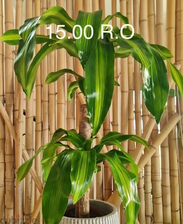 indoor and outdoor plants 6