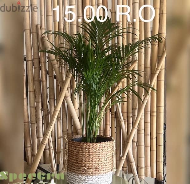 indoor and outdoor plants 7