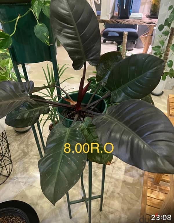 indoor and outdoor plants 9