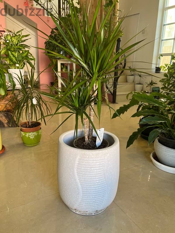 indoor and outdoor plants 16