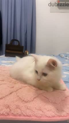 Turkish angora mixed British short haair 0