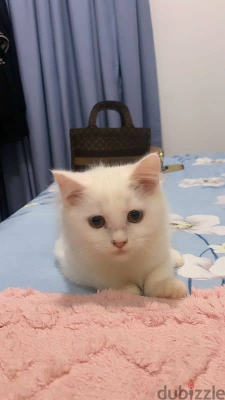 Turkish angora mixed British short haair 1