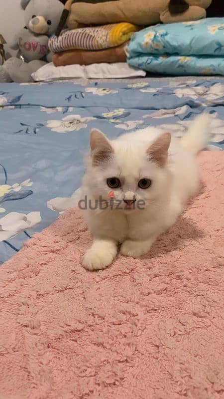 Turkish angora mixed British short haair 2