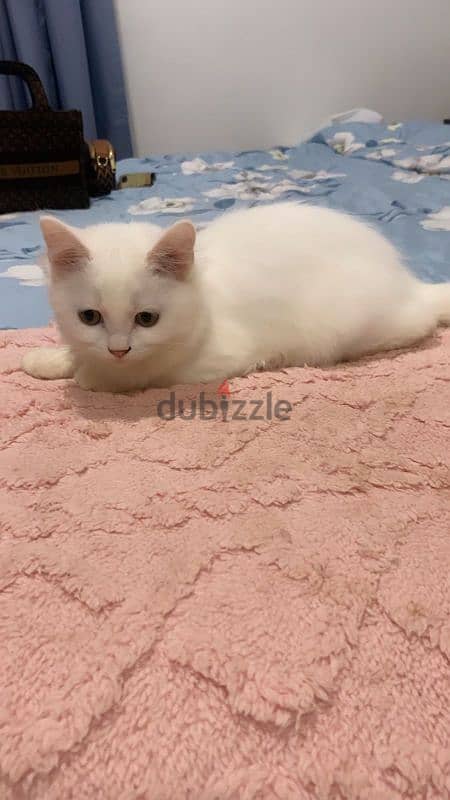 Turkish angora mixed British short haair 3