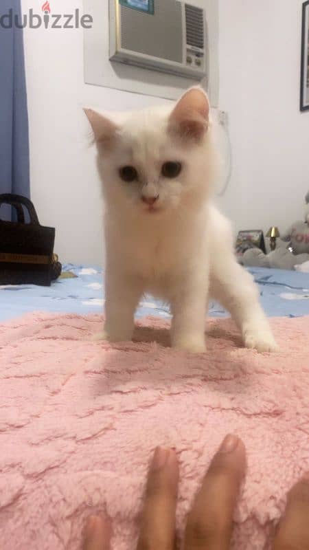 Turkish angora mixed British short haair 4