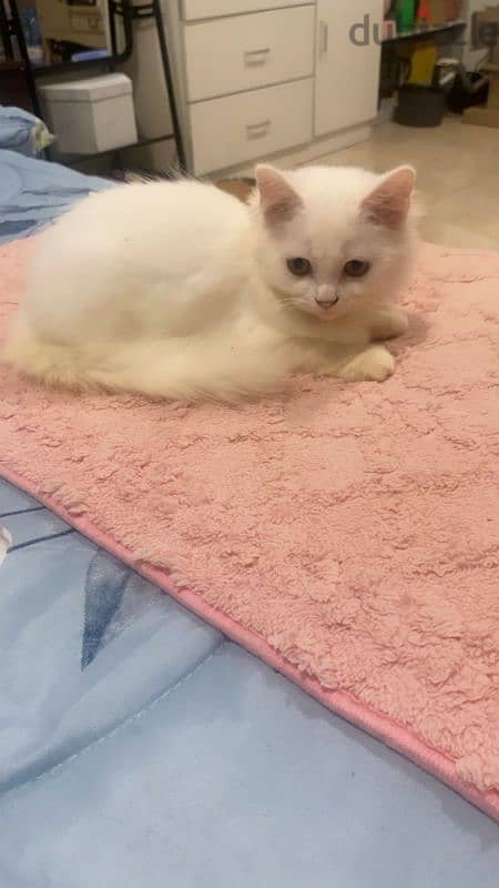 Turkish angora mixed British short haair 5