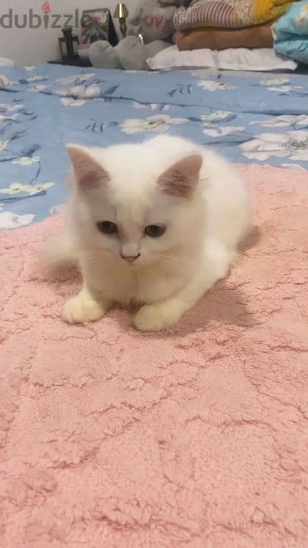 Turkish angora mixed British short haair 6