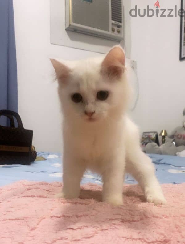 Turkish angora mixed British short haair 7