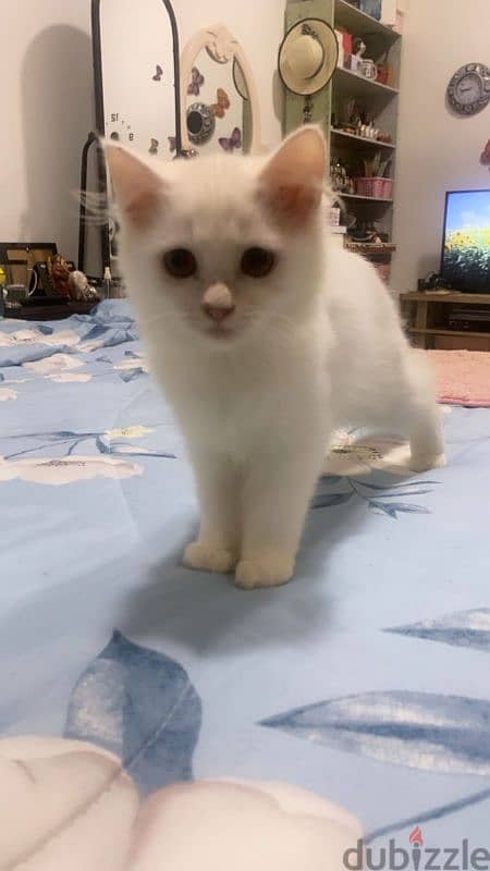 Turkish angora mixed British short haair 8