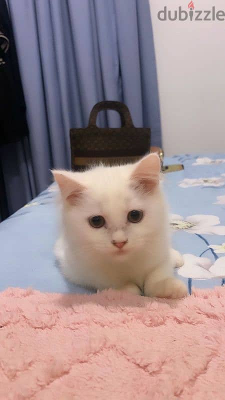 Turkish angora mixed British short haair 9