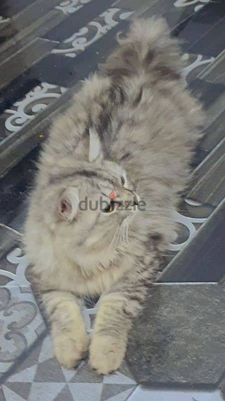 Persian male cat 1