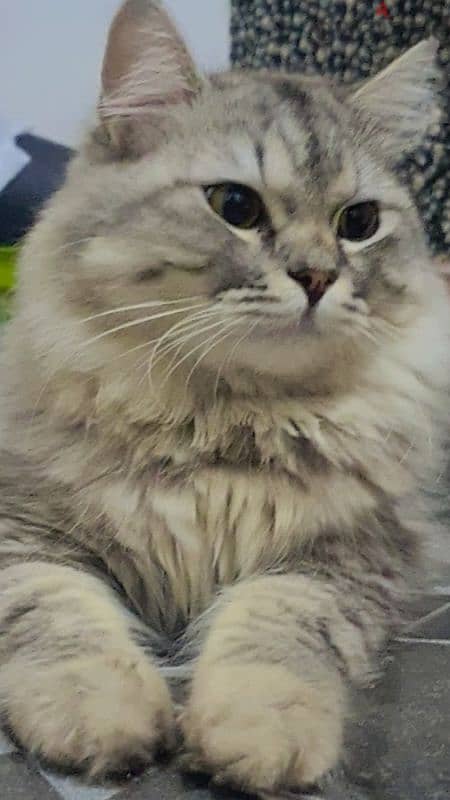 Persian male cat 3