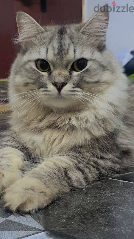 Persian male cat 5