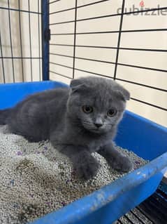 Scottish Fold 0