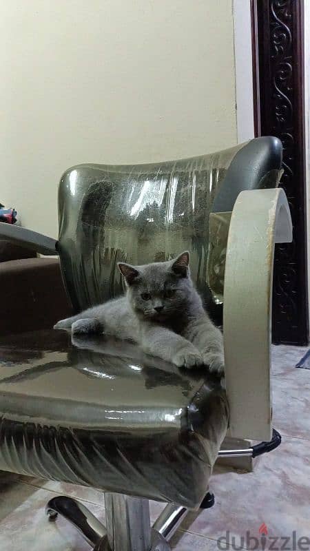 British Shorthair kitten (male) 0