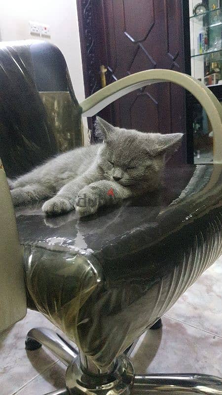 British Shorthair kitten (male) 1