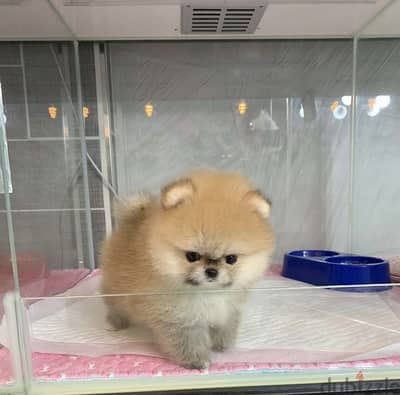 Stunning Bear Pomeranian