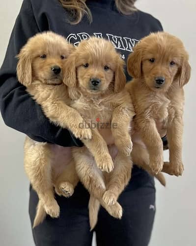 AKC Golden Retriever Puppies. WhatsApp.  ‪ +1 (484) 718‑9164‬ 0