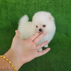 Puppies Pomeranians Looking For A Home 0