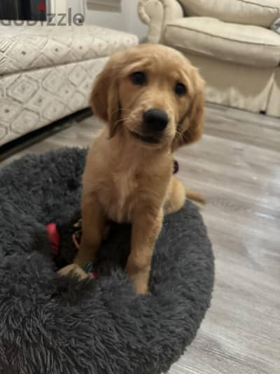 Ckc Golden Retriever Puppies.