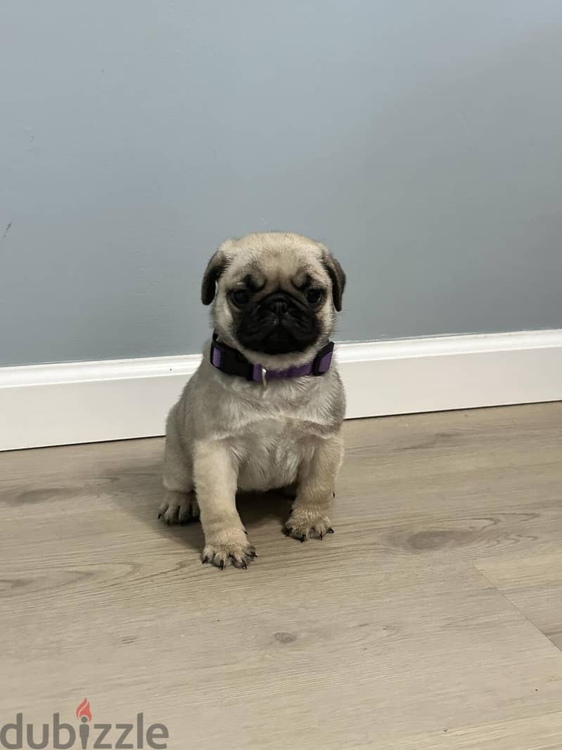 Male Pug puppy for sale. WHATSAPP +1 (484)718‑9164‬ 0