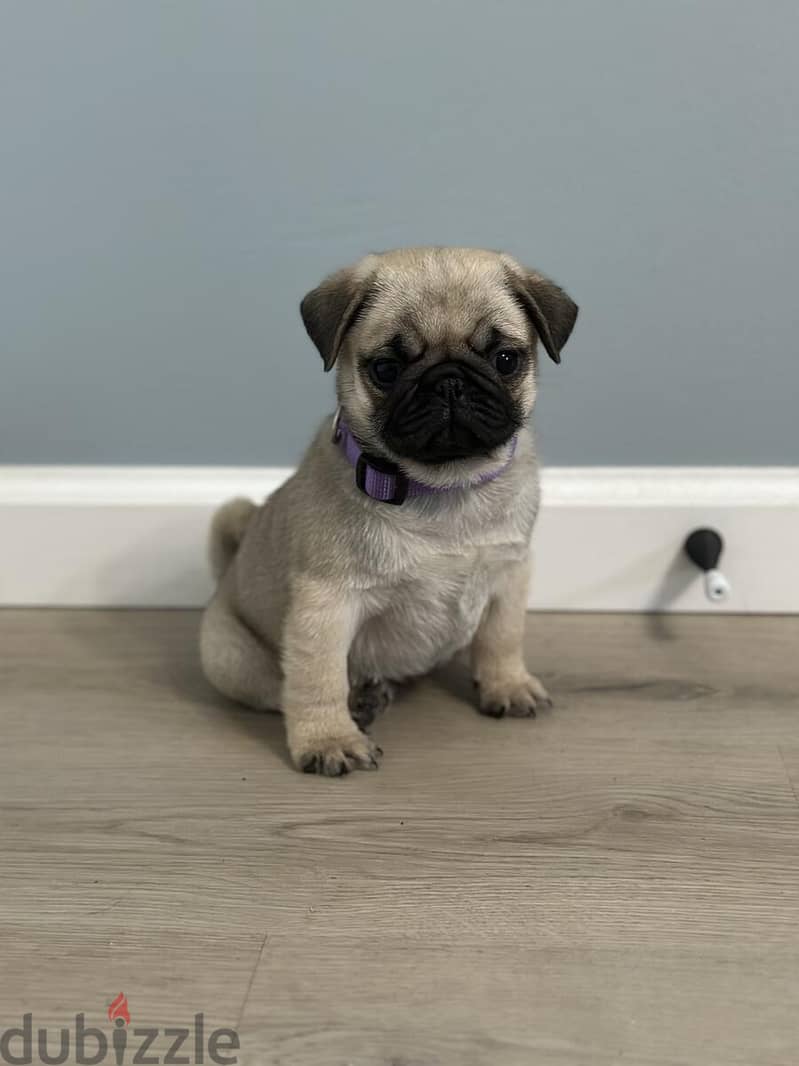 Male Pug puppy for sale. WHATSAPP +1 (484)718‑9164‬ 1