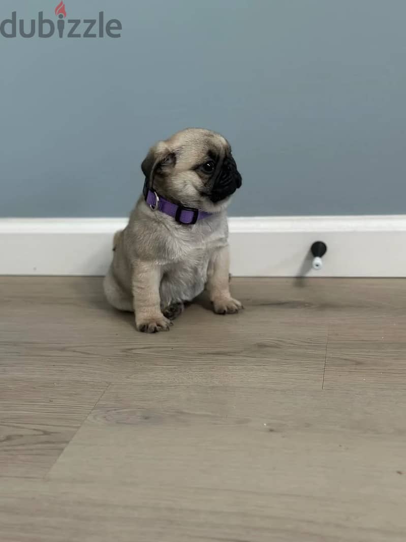 Male Pug puppy for sale. WHATSAPP +1 (484)718‑9164‬ 2