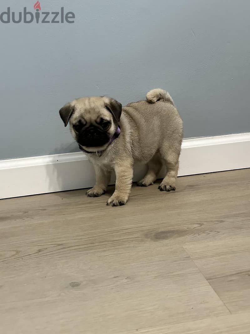 Male Pug puppy for sale. WHATSAPP +1 (484)718‑9164‬ 3