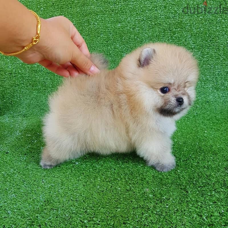 Ckc Registered Pomeranian. 0